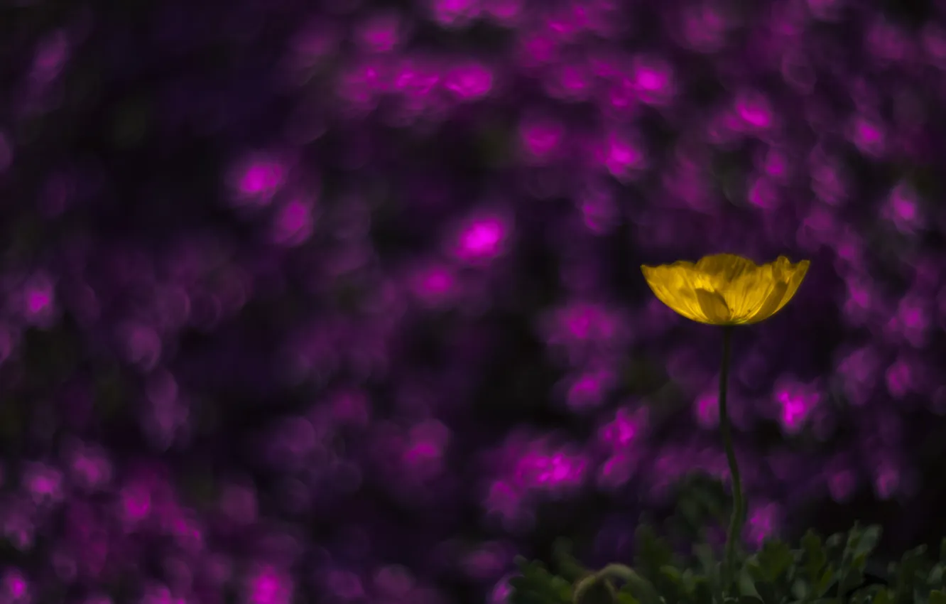 Photo wallpaper flowers, tulips, bokeh