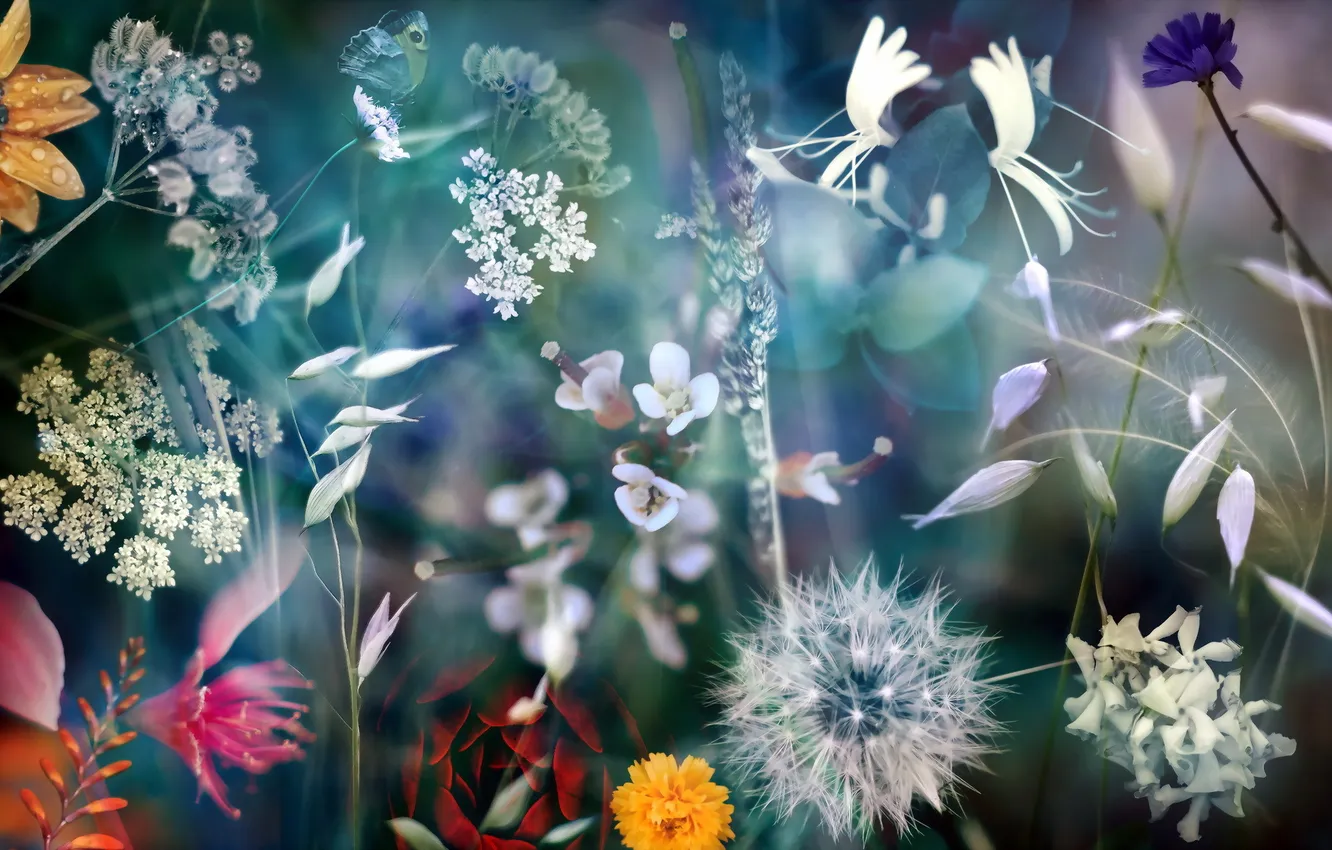 Photo wallpaper macro, flowers, nature