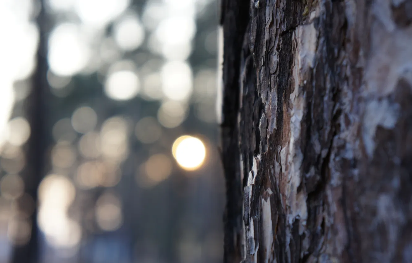 Photo wallpaper the sun, macro, trees, sunset, bark, pine, Boke