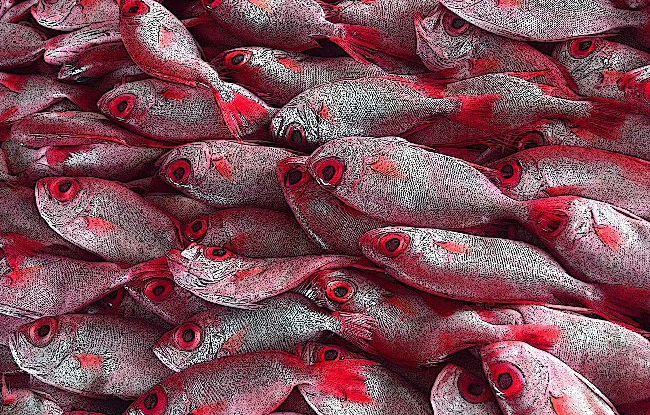 Photo wallpaper background, fish, texture