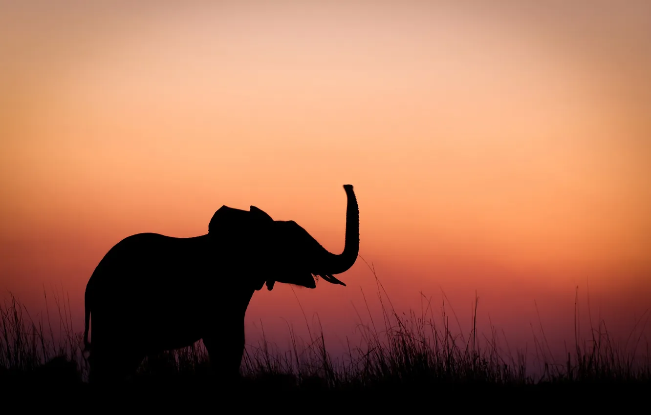 Photo wallpaper sunset, elephant, the evening, silhouette, elephant