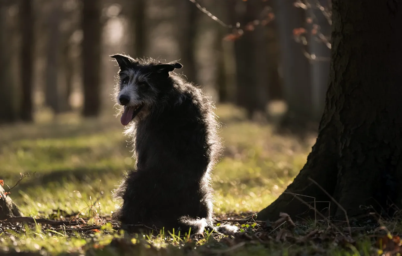 Photo wallpaper look, each, dog