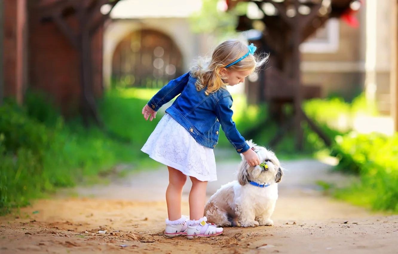 Photo wallpaper road, dogs, summer, flowers, baby
