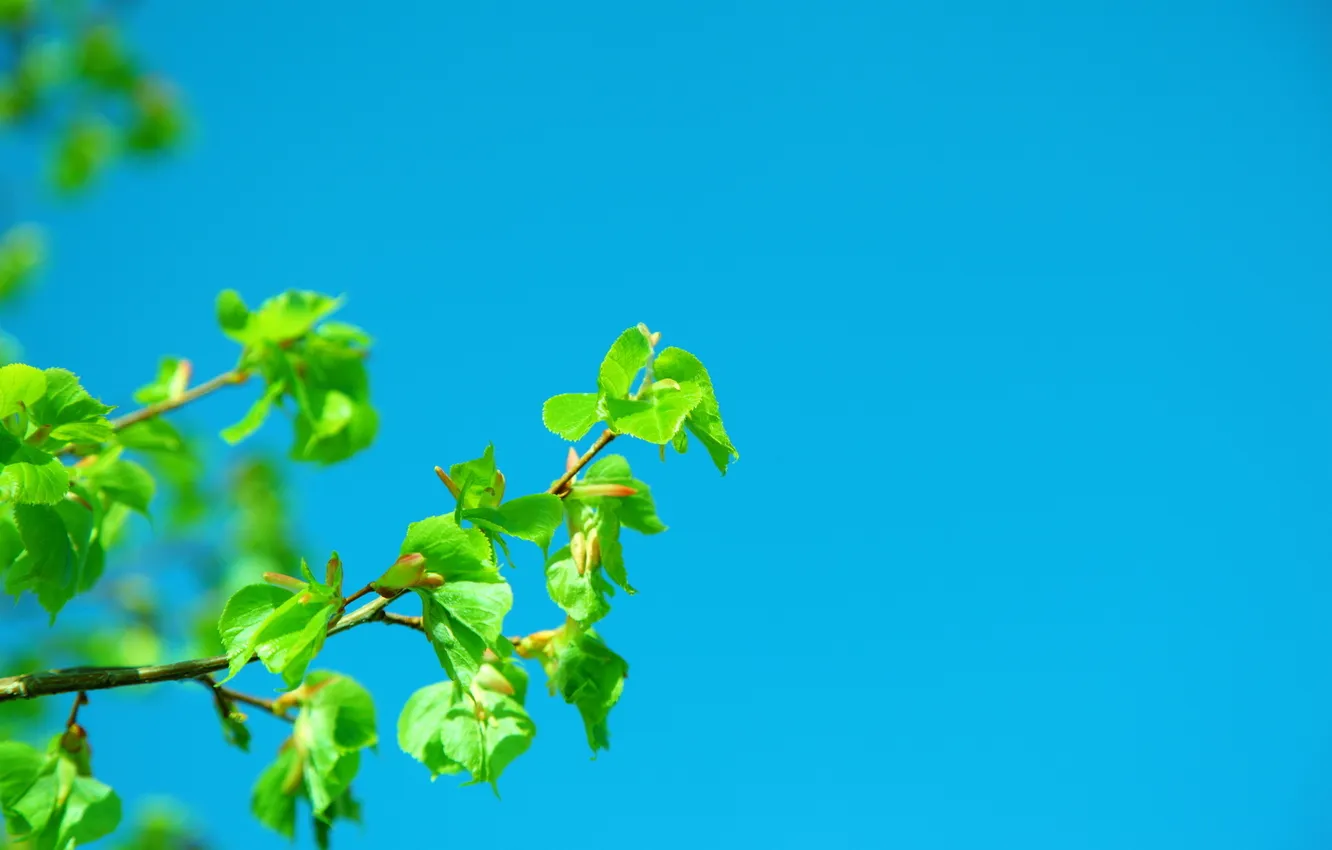 Photo wallpaper the sky, branches, nature, spring