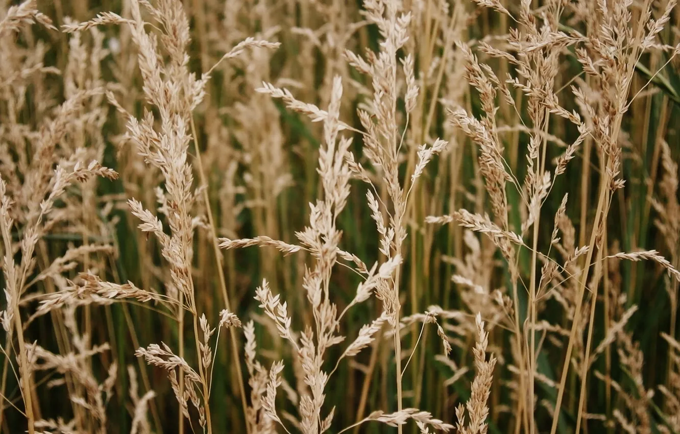 Photo wallpaper grass, green, Wallpaper, spikelets