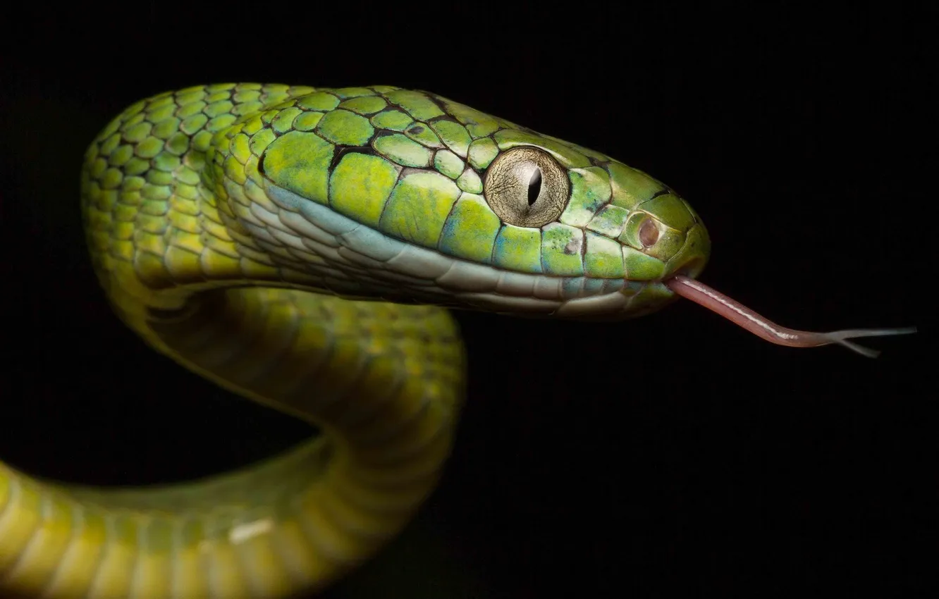 Photo wallpaper green, background, snake, color