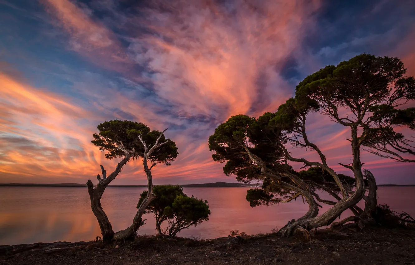 Photo wallpaper trees, sunset, shore, the evening