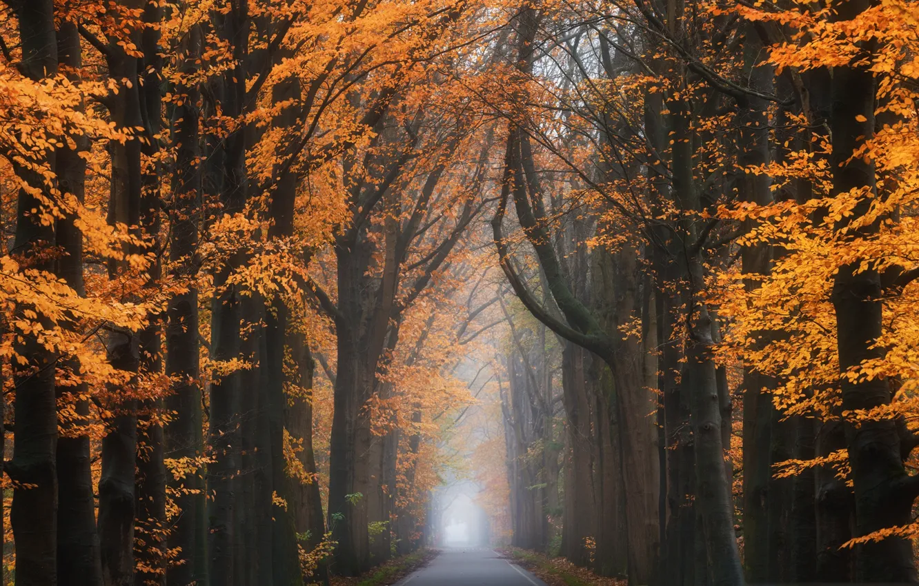 Photo wallpaper road, autumn, trees, fog, the tunnel