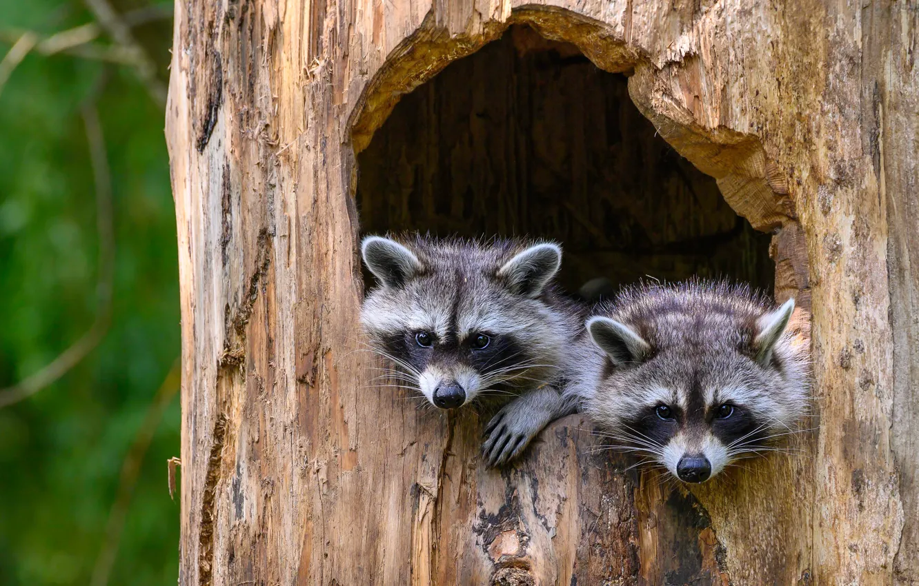 Photo wallpaper trees, two, pair, raccoon, trunk, bark, cub, face