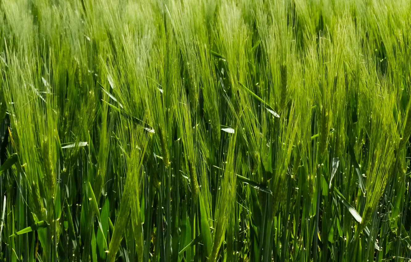 Photo wallpaper Grass, Green, Summer, Meadow, Grain, Lush