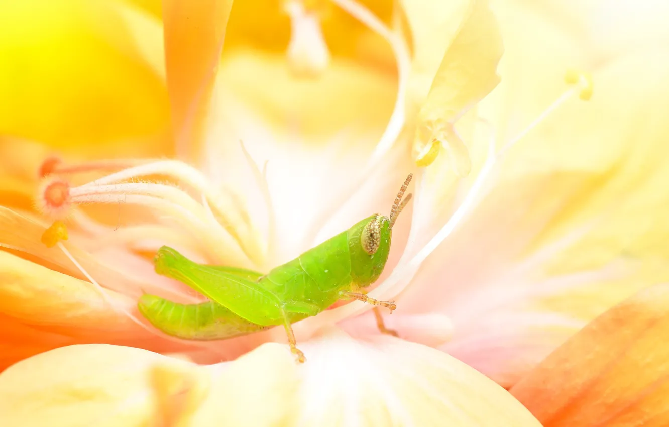 Photo wallpaper animals, insect, grasshopper