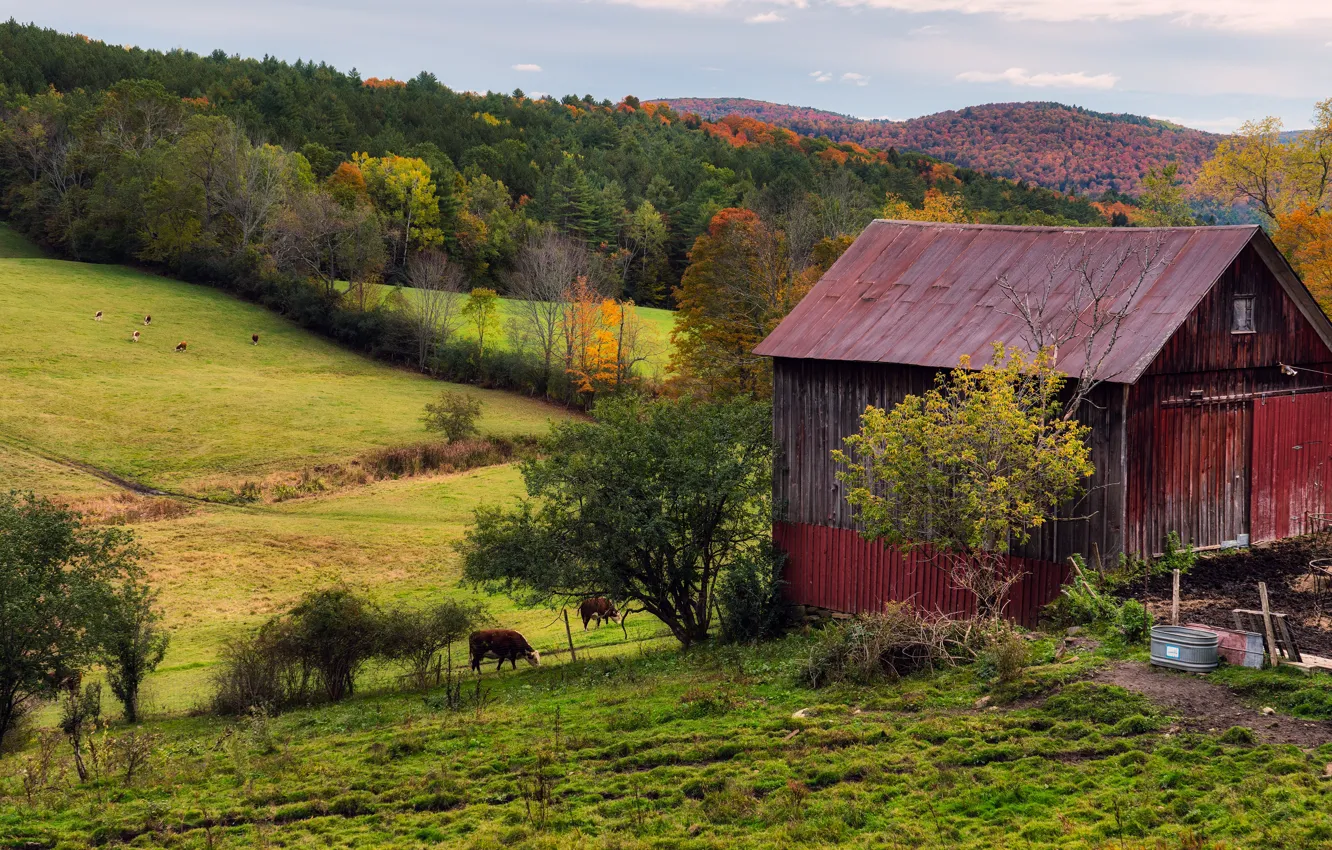 Photo wallpaper autumn, forest, house, hills, cows, slope, village, pasture