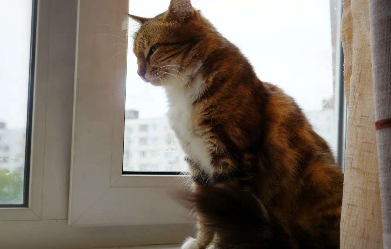Photo wallpaper cat, cats, beauty