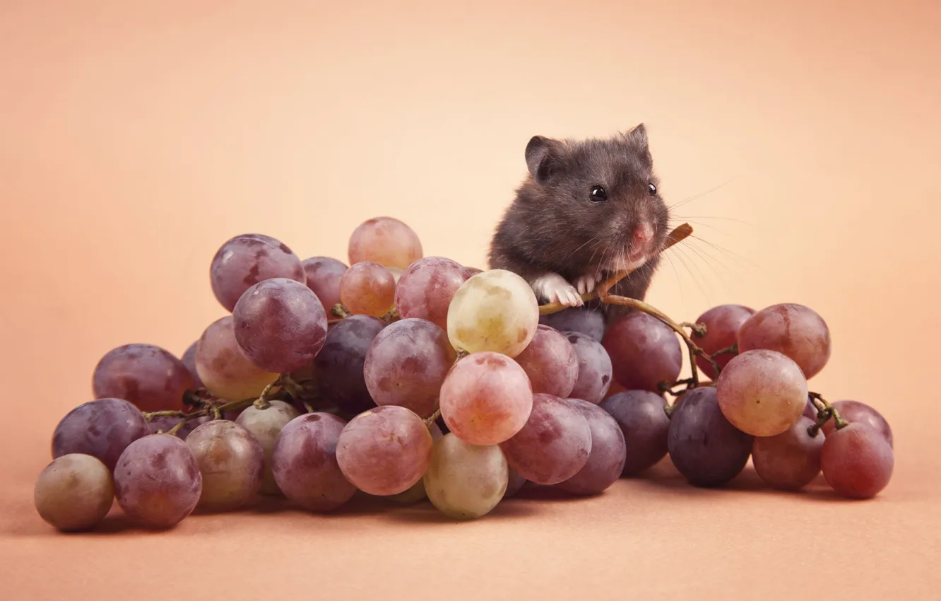 Photo wallpaper pose, mouse, mouse, muzzle, still life, rat