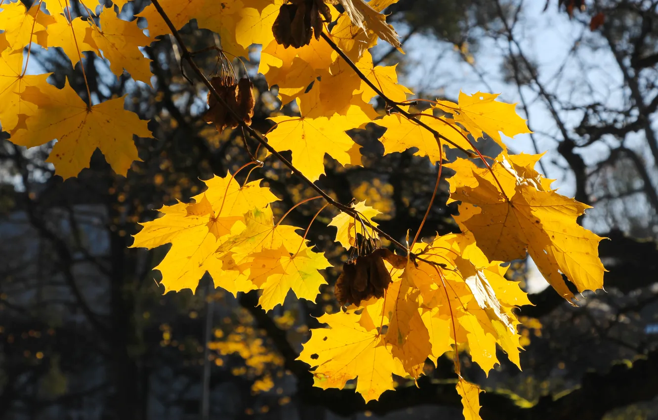 Photo wallpaper yellow, autumn, leaf, fall, twig