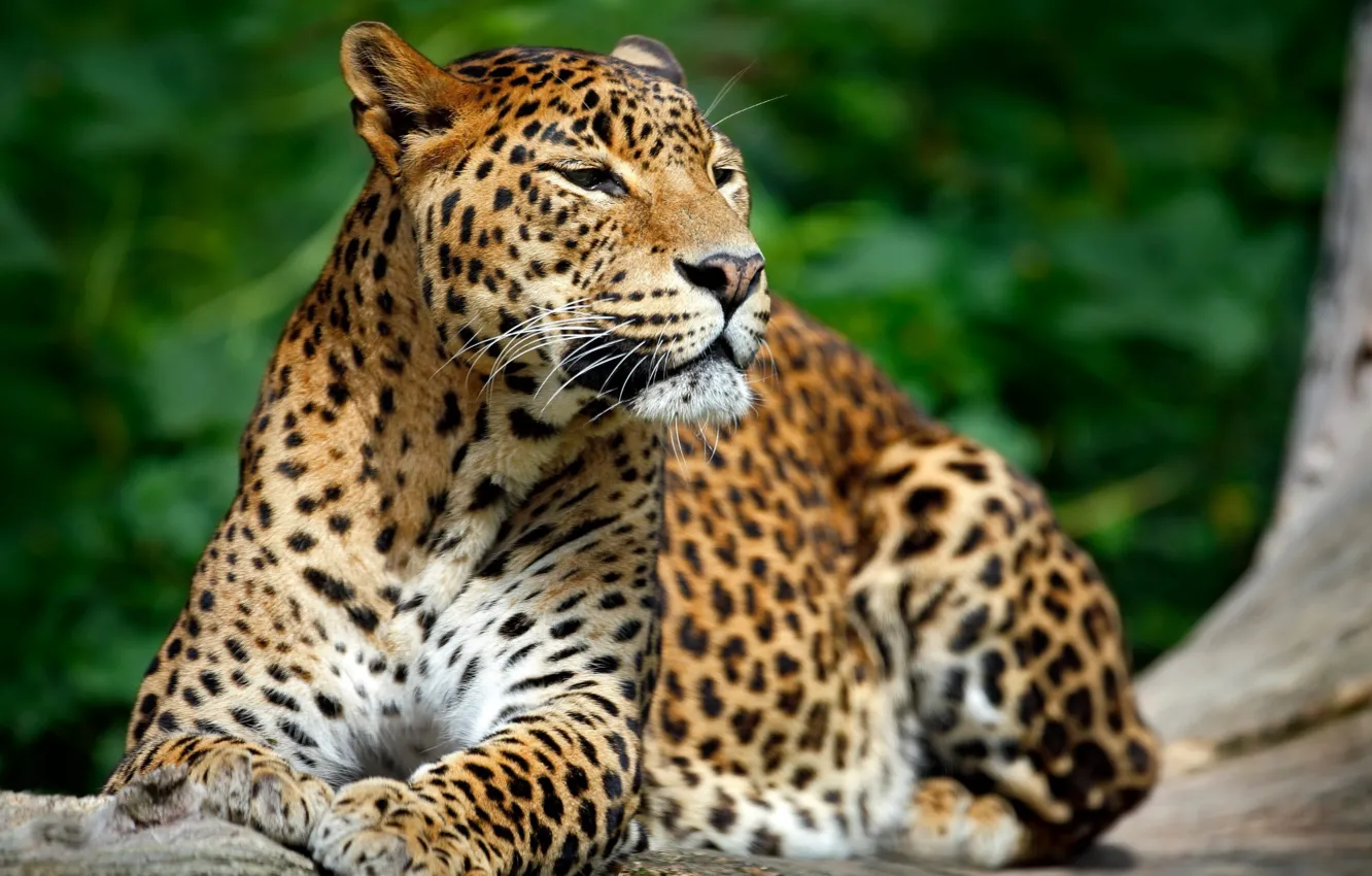 Photo wallpaper leopard, animal, wildlife, big cat