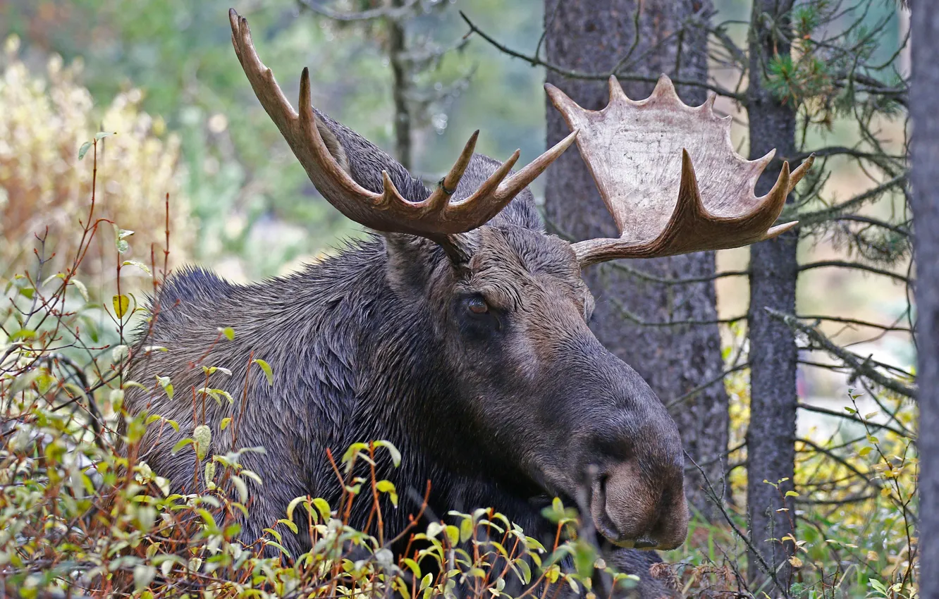 Photo wallpaper forest, nature, thickets, head, horns, moose