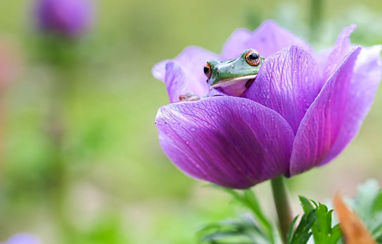 Photo wallpaper flower, frog, Peeps
