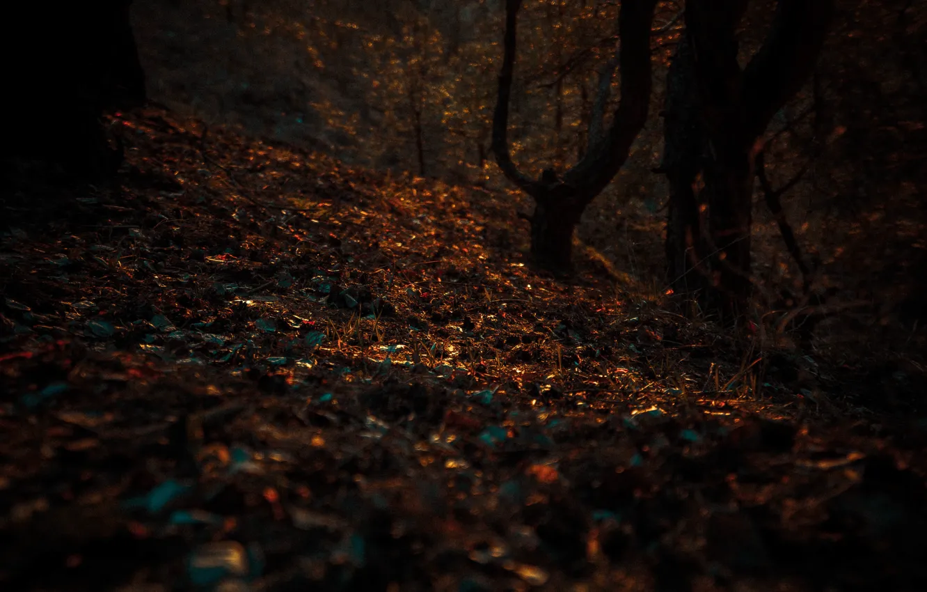 Photo wallpaper autumn, leaves, foliage