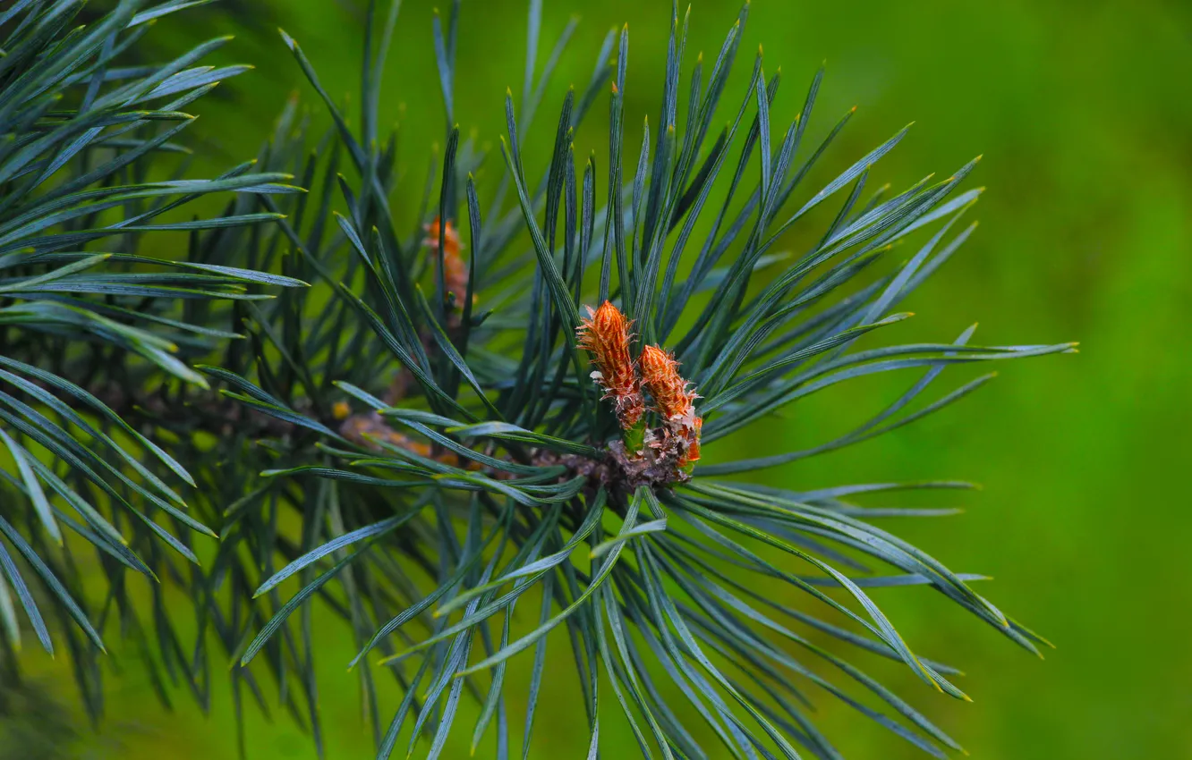 Photo wallpaper spring, pine, twig