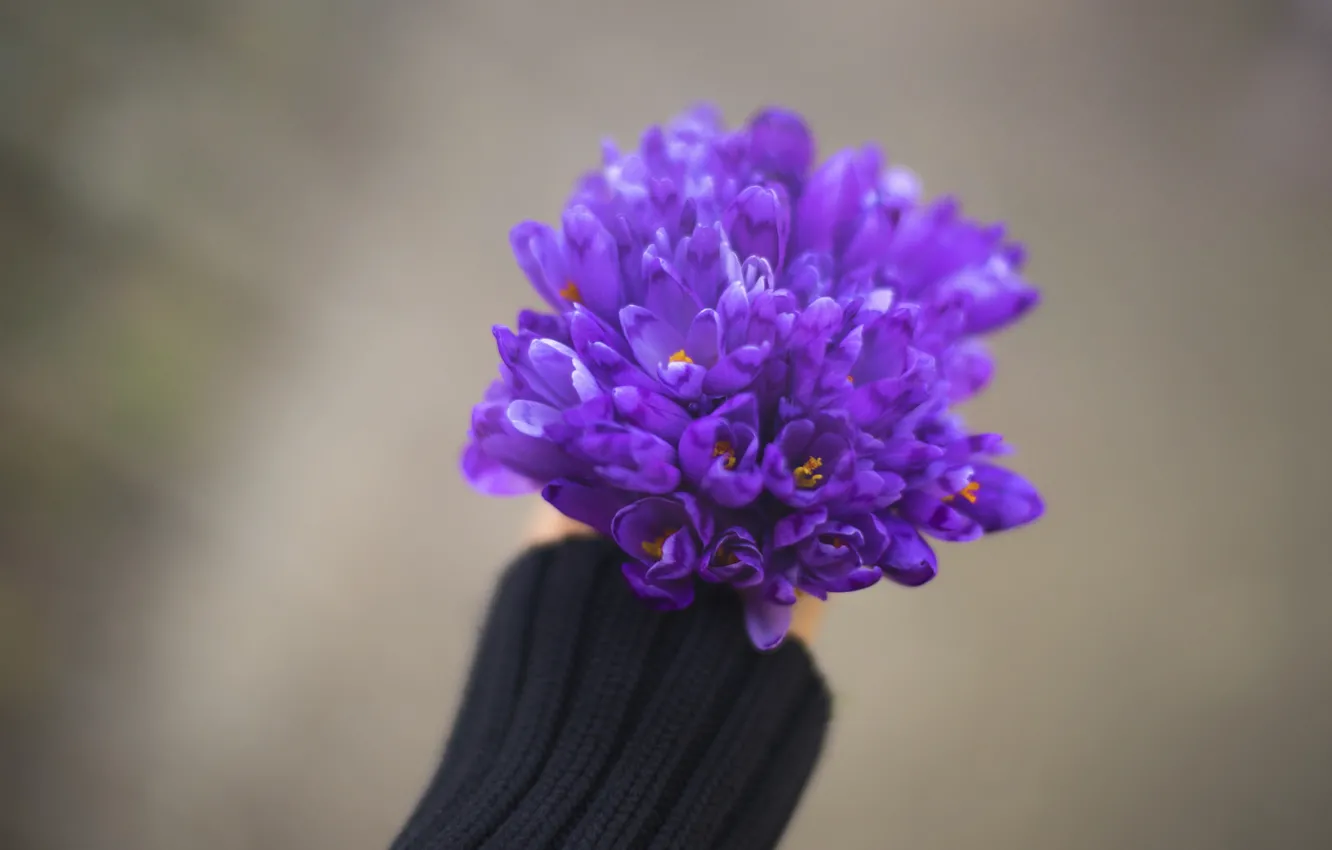 Photo wallpaper bouquet, hands, crocuses