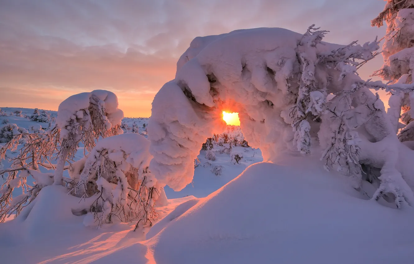 Photo wallpaper winter, the sun, rays, snow, trees, sunset, nature, The Kola Peninsula