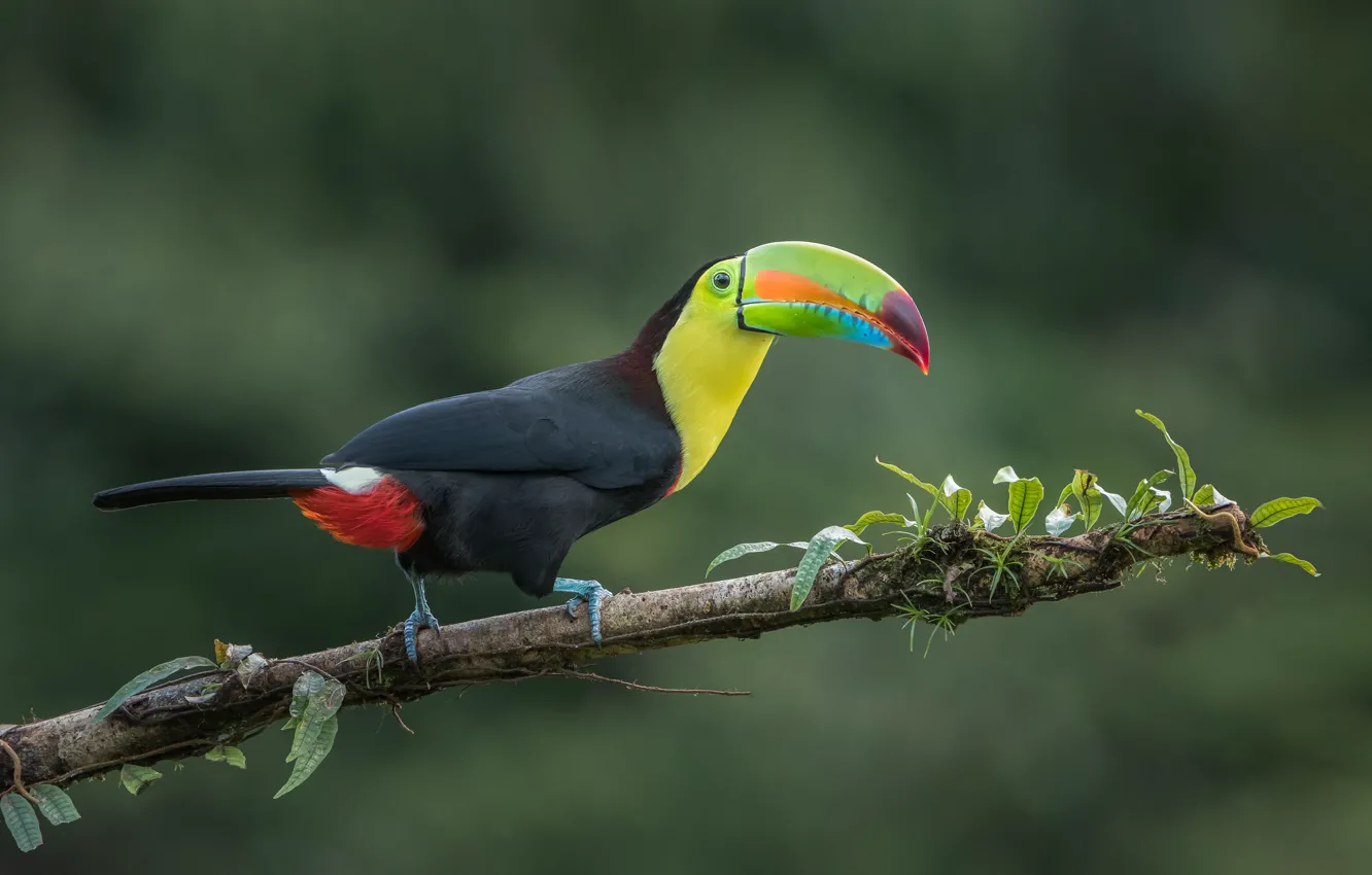 Photo wallpaper branches, bird, jungle, Toucan