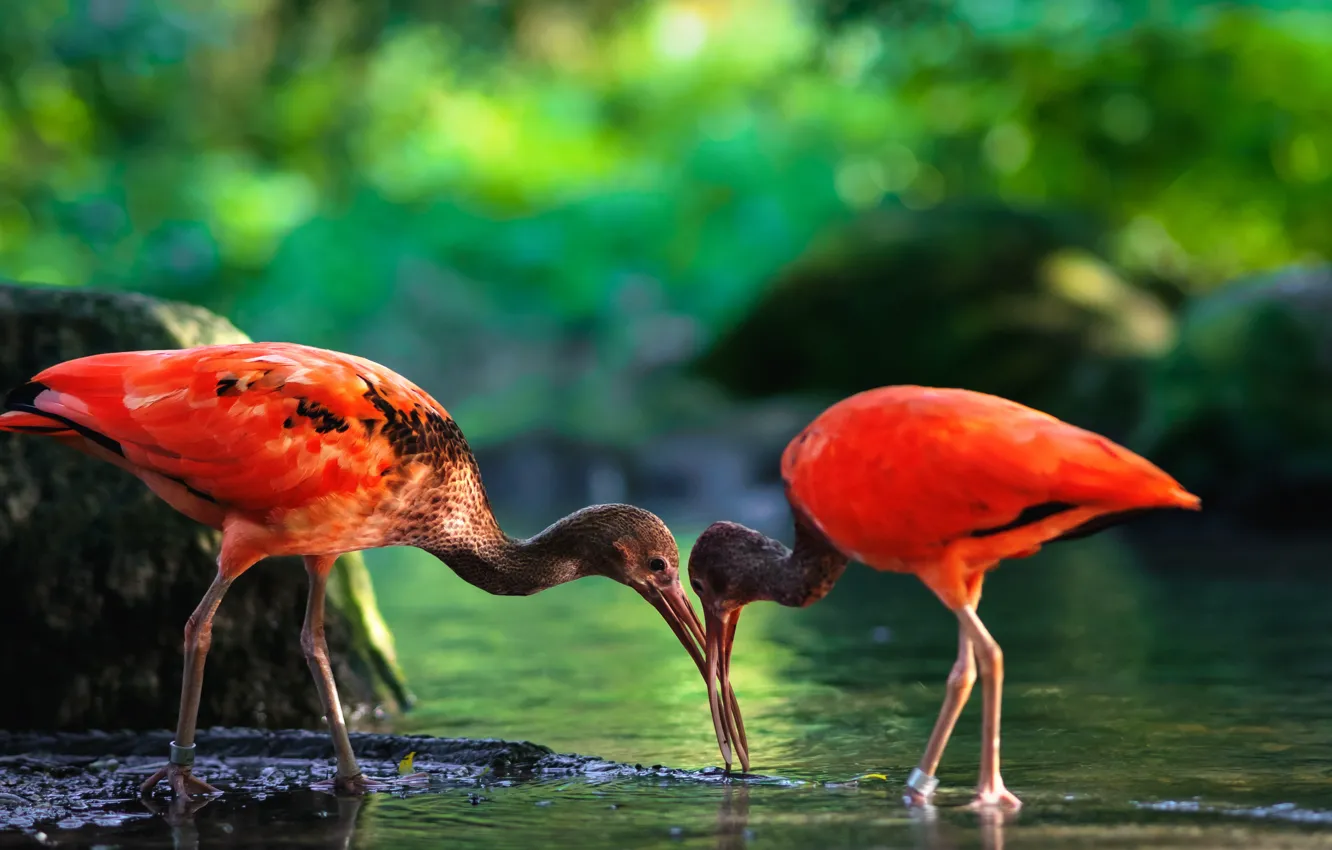 Photo wallpaper red, bird, shore, pair, drink, pond, bokeh, IBIS