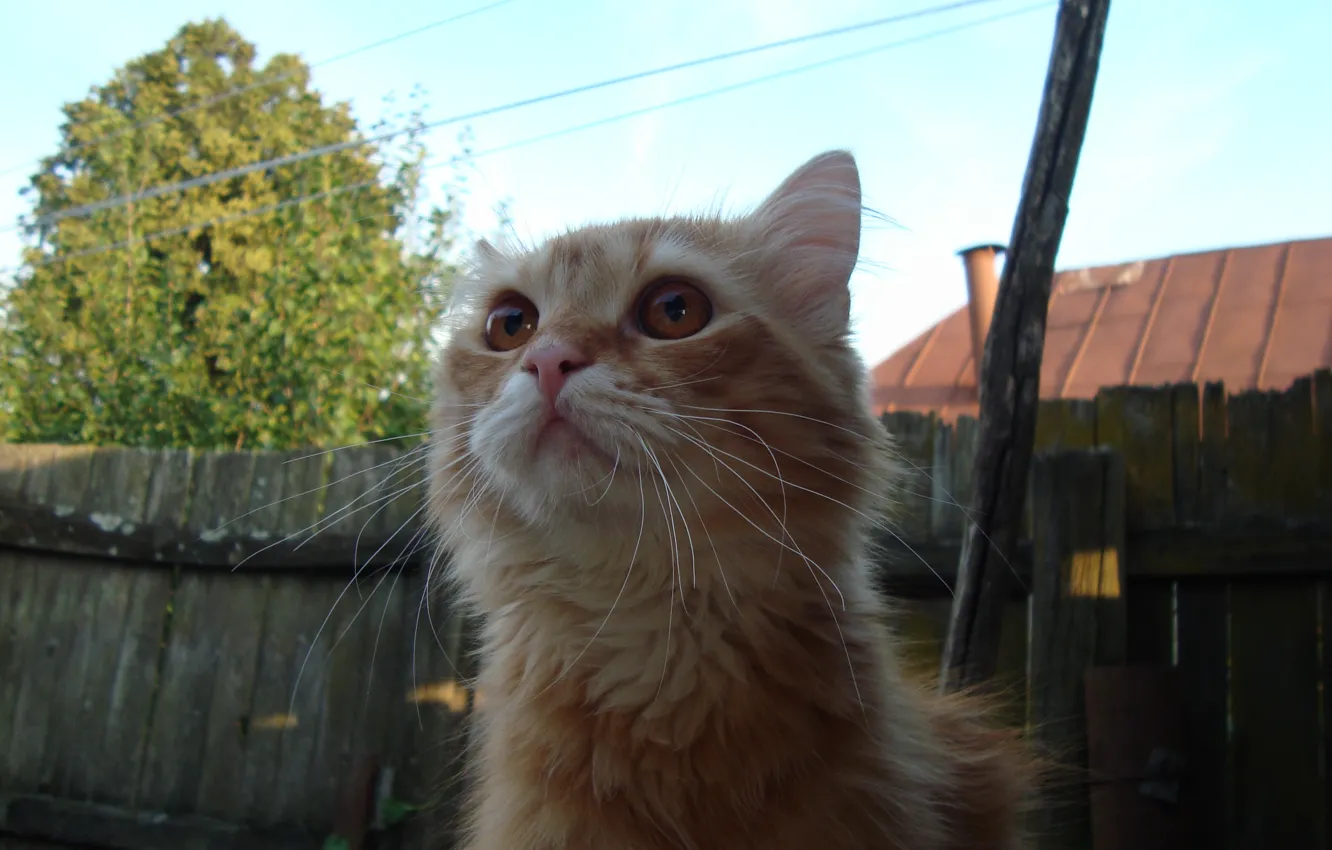 Photo wallpaper cat, cat, ginger, here is the eye