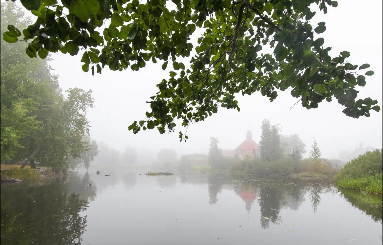 Photo wallpaper leaves, branches, fog, lake, Sergey Sapozhnikov, Priozersk
