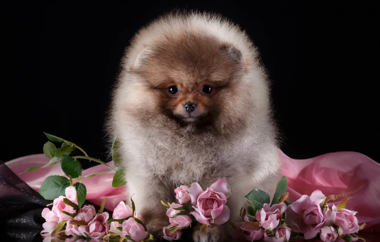 Photo wallpaper flowers, fluffy, cute, breed, Spitz