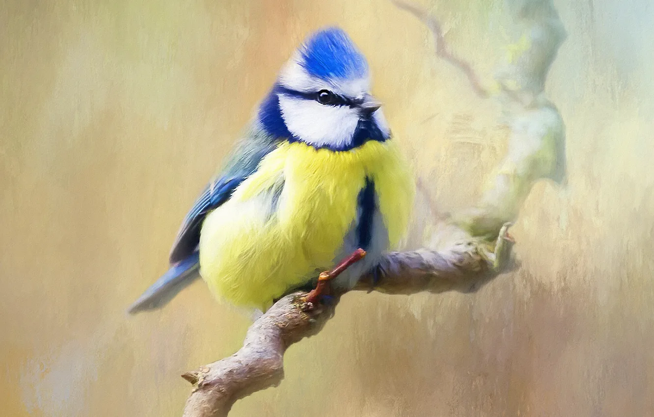 Photo wallpaper background, bird, branch, tit