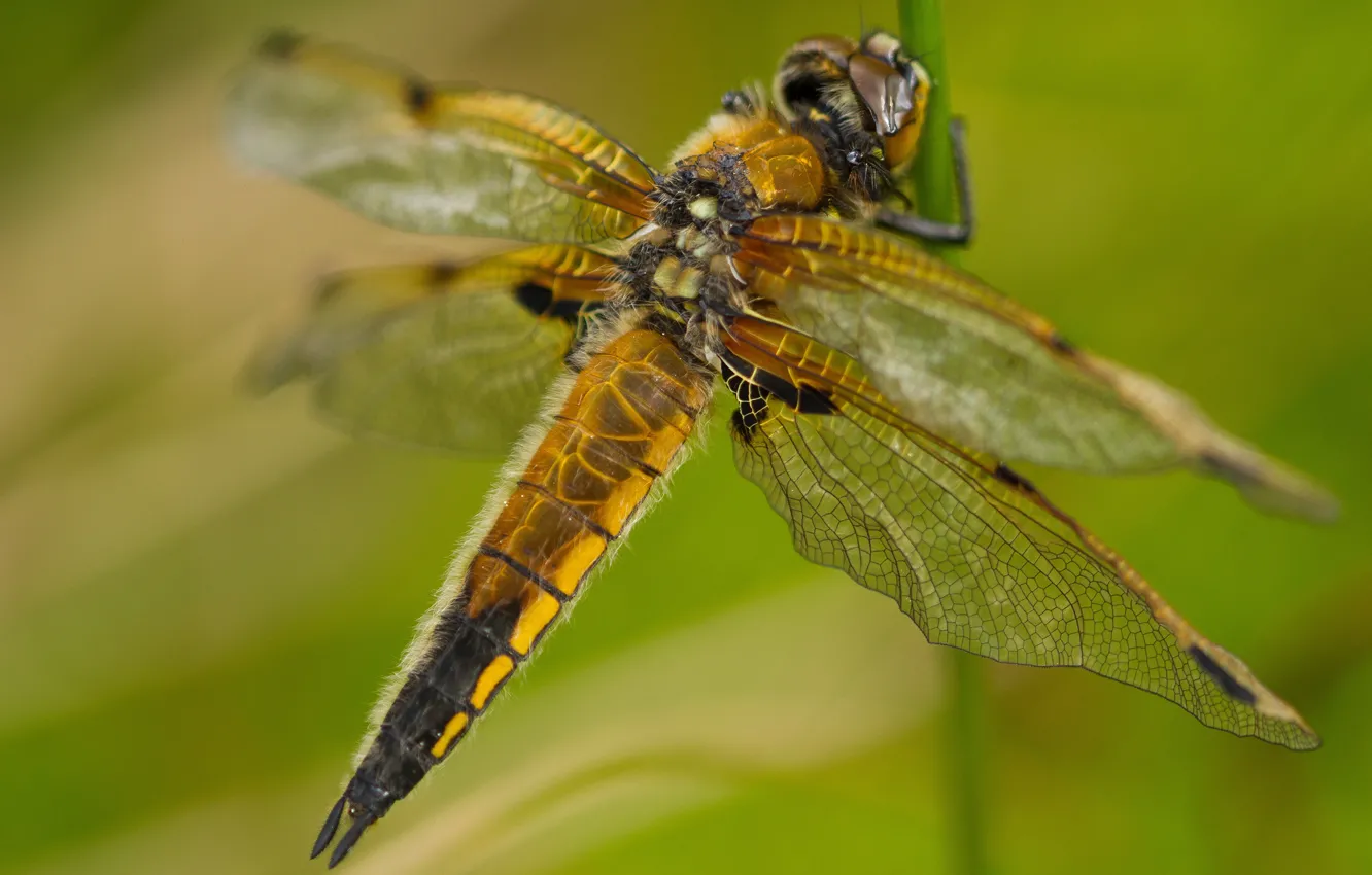 Photo wallpaper macro, close-up, nature, green, background, blur, dragonfly, stem
