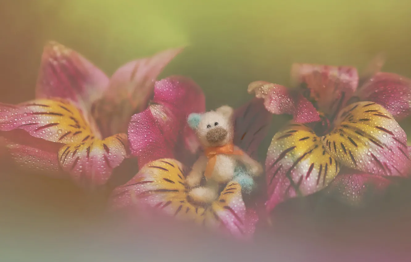 Photo wallpaper toy, flowers, bokeh, drops, teddy bear, petals