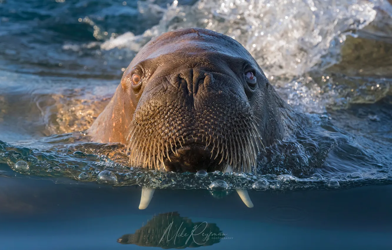 Photo wallpaper Arctic, Walrus, Svalbard, Mike Reifman, The Walrus Gang