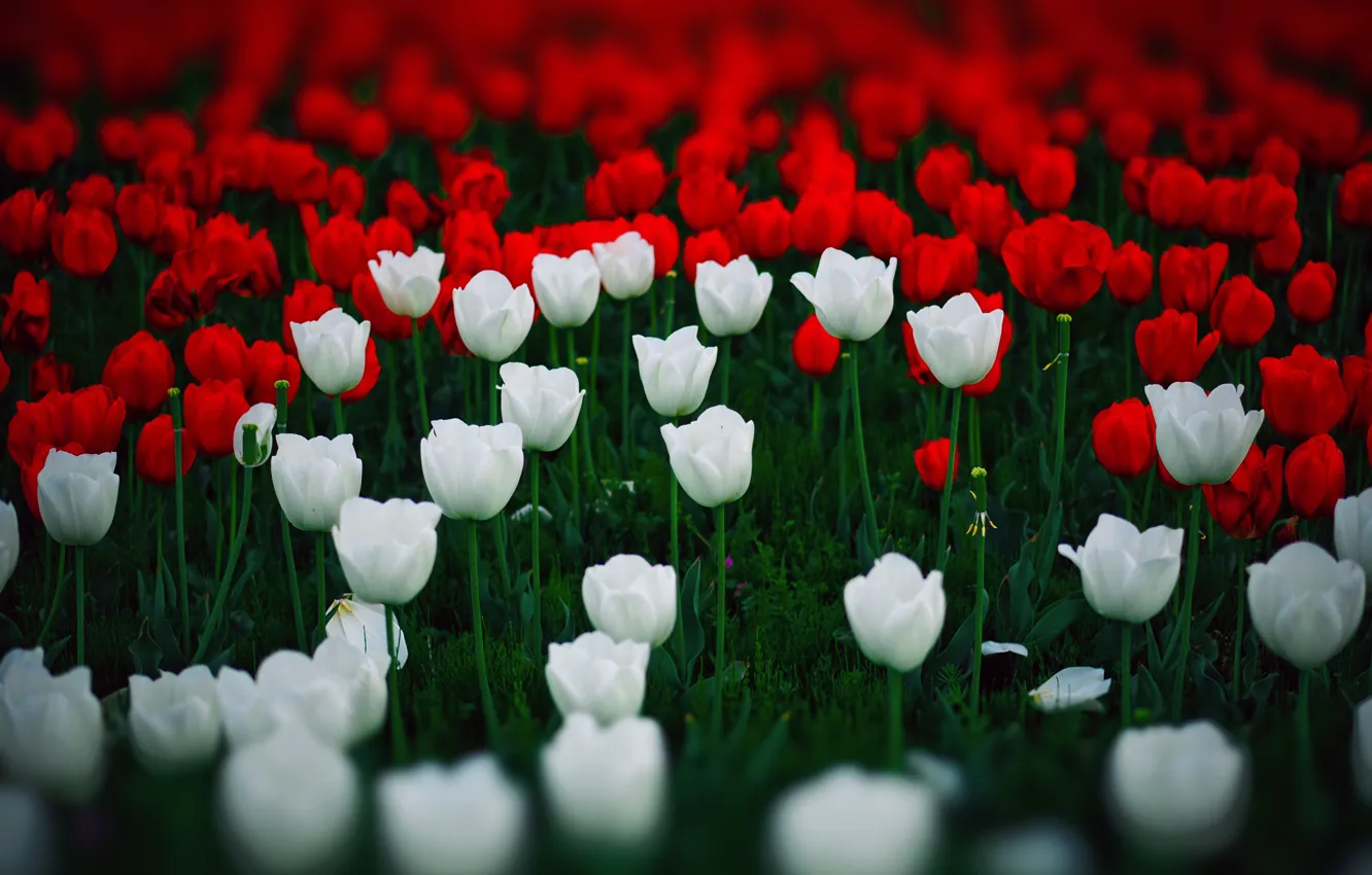 Photo wallpaper tulips, red, white, a lot