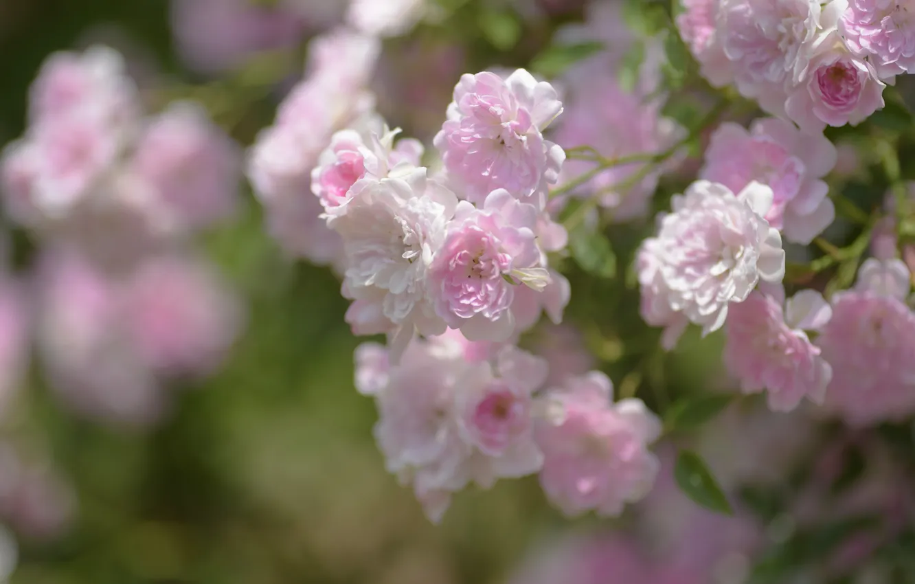 Photo wallpaper flowers, roses, blur, gentle, pink, bokeh, rosette, rose Bush