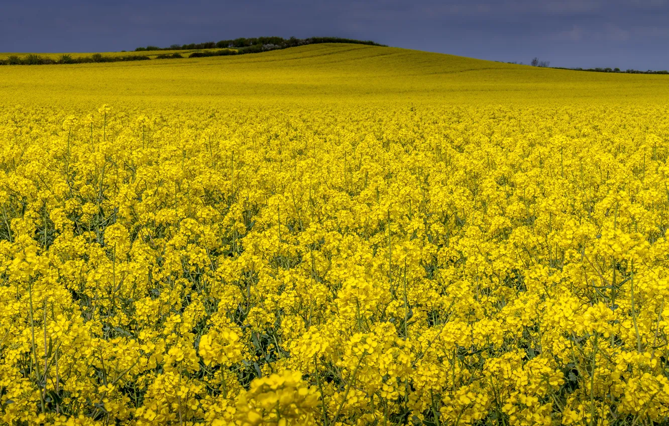 Photo wallpaper flowers, yellow, spring, meadow, rape, rapeseed field