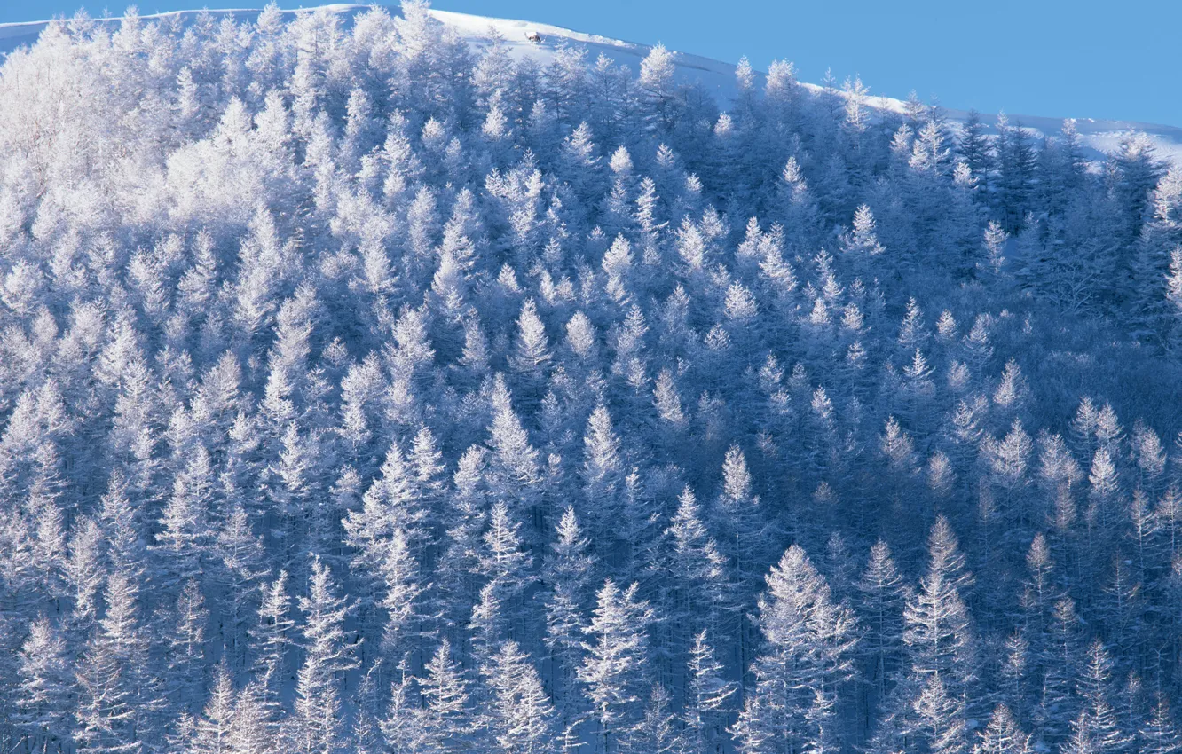 Photo wallpaper winter, forest, the sky, snow, trees, nature