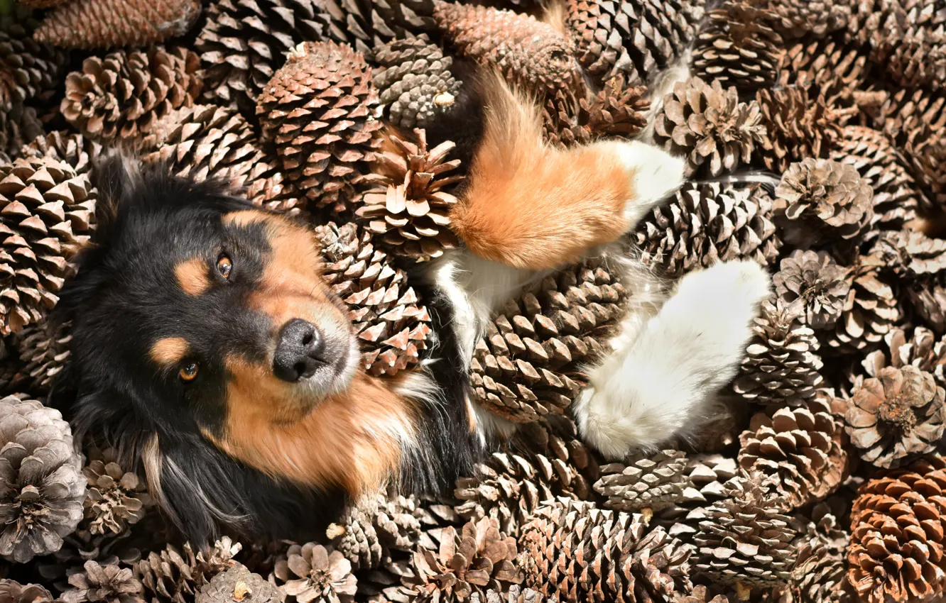 Photo wallpaper look, face, the sun, the situation, paws, bumps, Australian shepherd