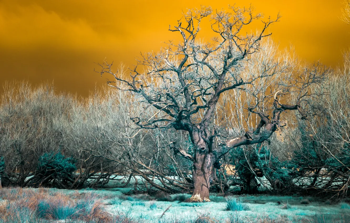 Photo wallpaper trees, nature, color