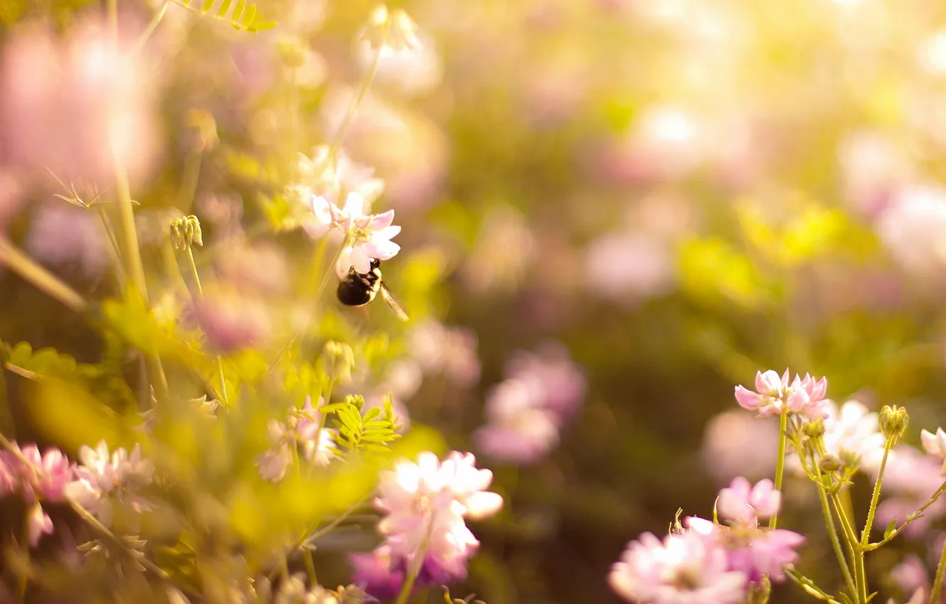 Photo wallpaper summer, flowers, nature, bumblebee