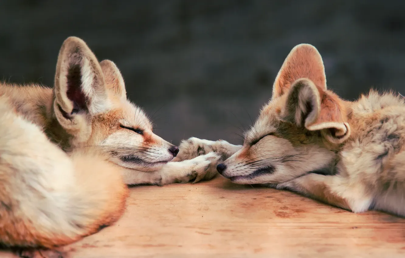 Photo wallpaper sleeping, Fox, two, Venice