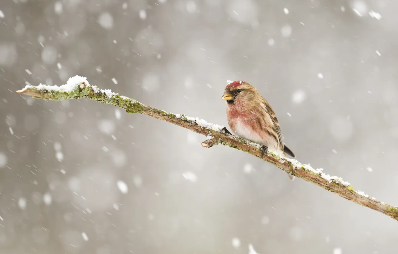 Photo wallpaper winter, snow, branches, bird