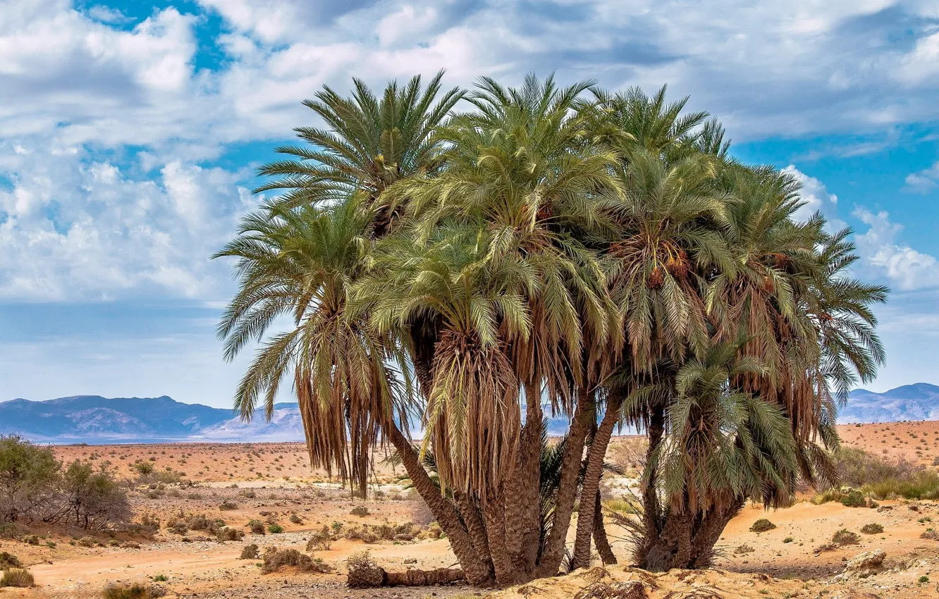 Photo wallpaper the sky, clouds, trees, desert