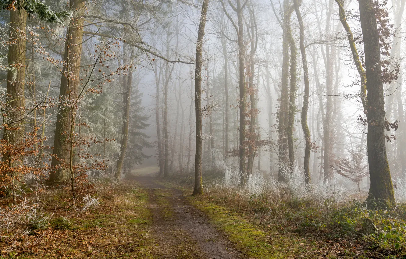 Photo wallpaper frost, forest, nature, fog, trail, Germany, Eifel