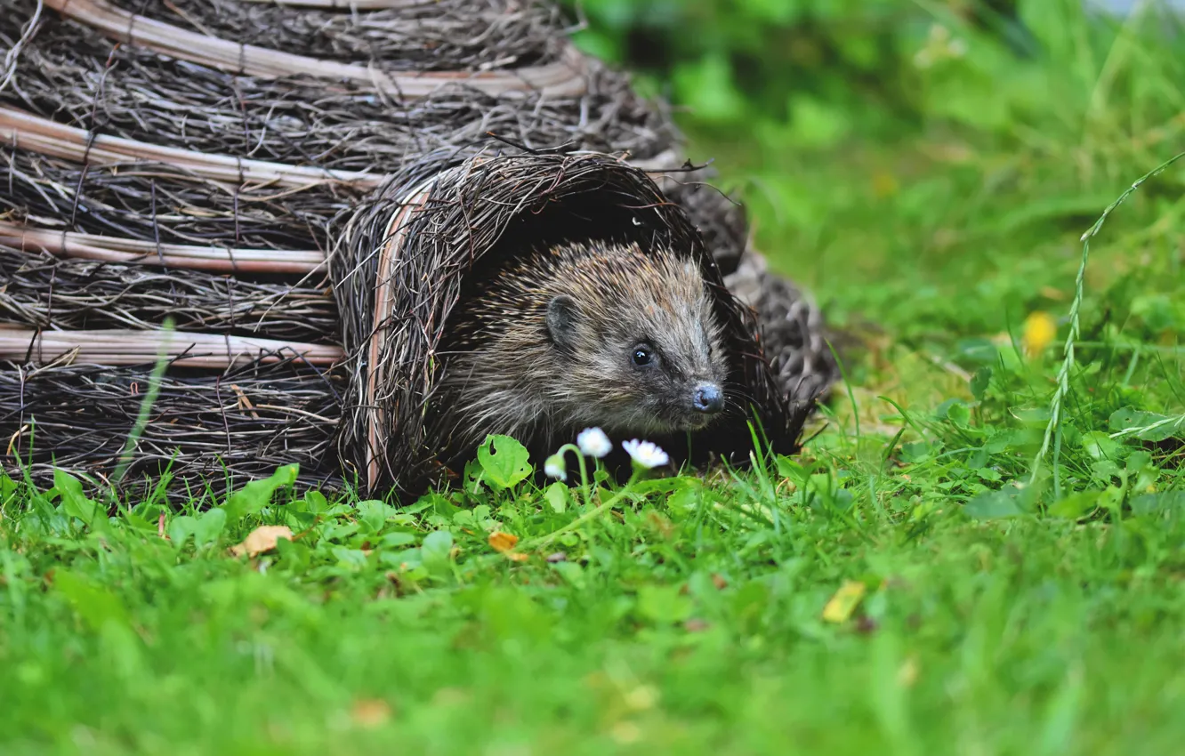 Photo wallpaper grass, flowers, nature, glade, hole, muzzle, socket, house