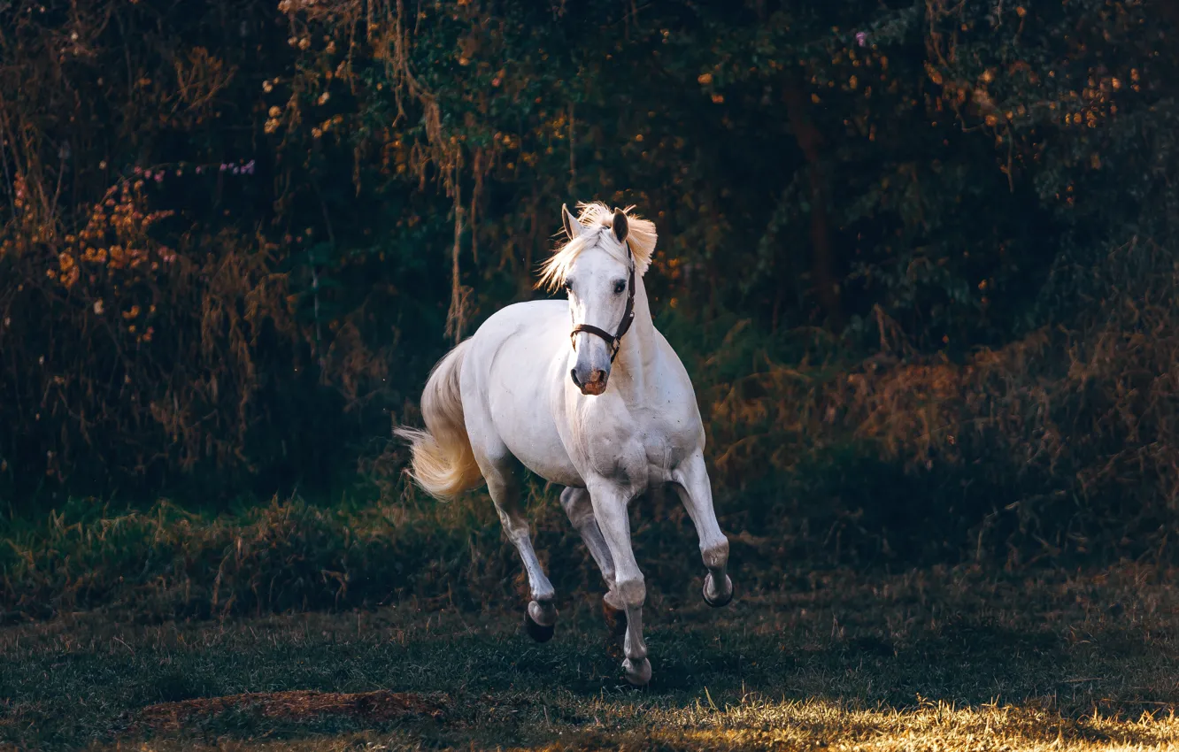 Photo wallpaper white, trees, nature, pose, the dark background, horse, horse, white