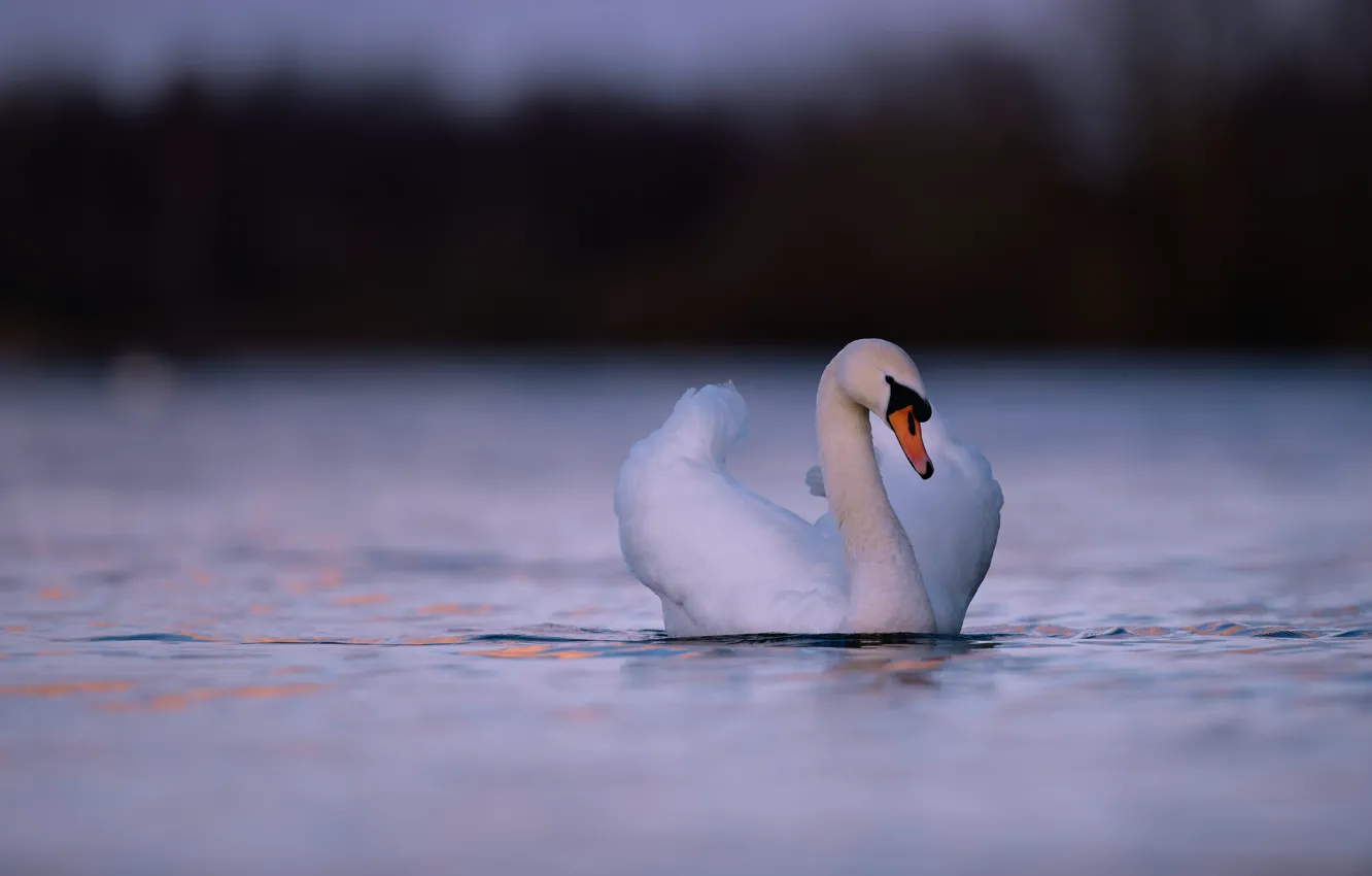 Photo wallpaper white, bird, shore, twilight, swans, pond