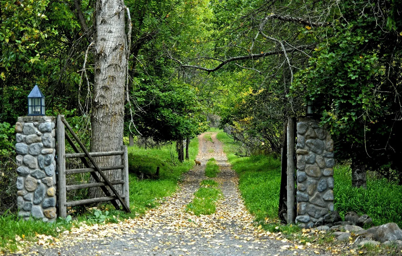 Photo wallpaper road, forest, gate